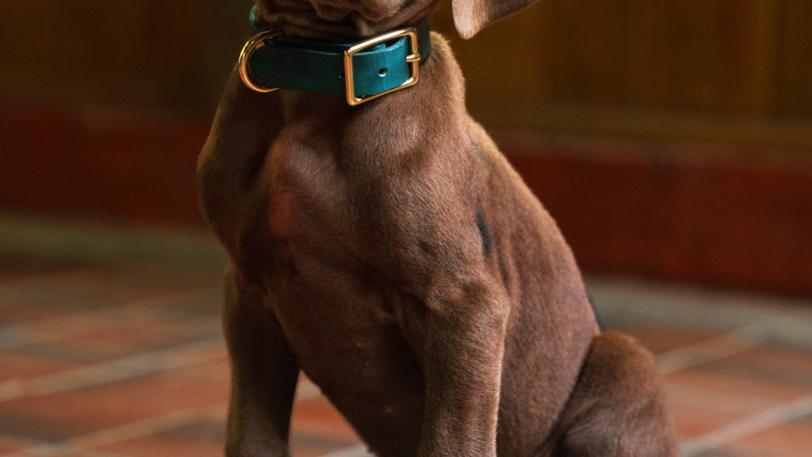 Scooby-Doo: A Origem troca o CGI por um risco maior