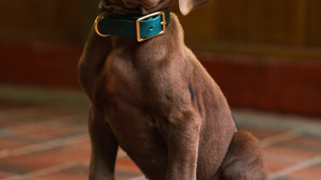 Scooby-Doo: A Origem troca o CGI por um risco maior