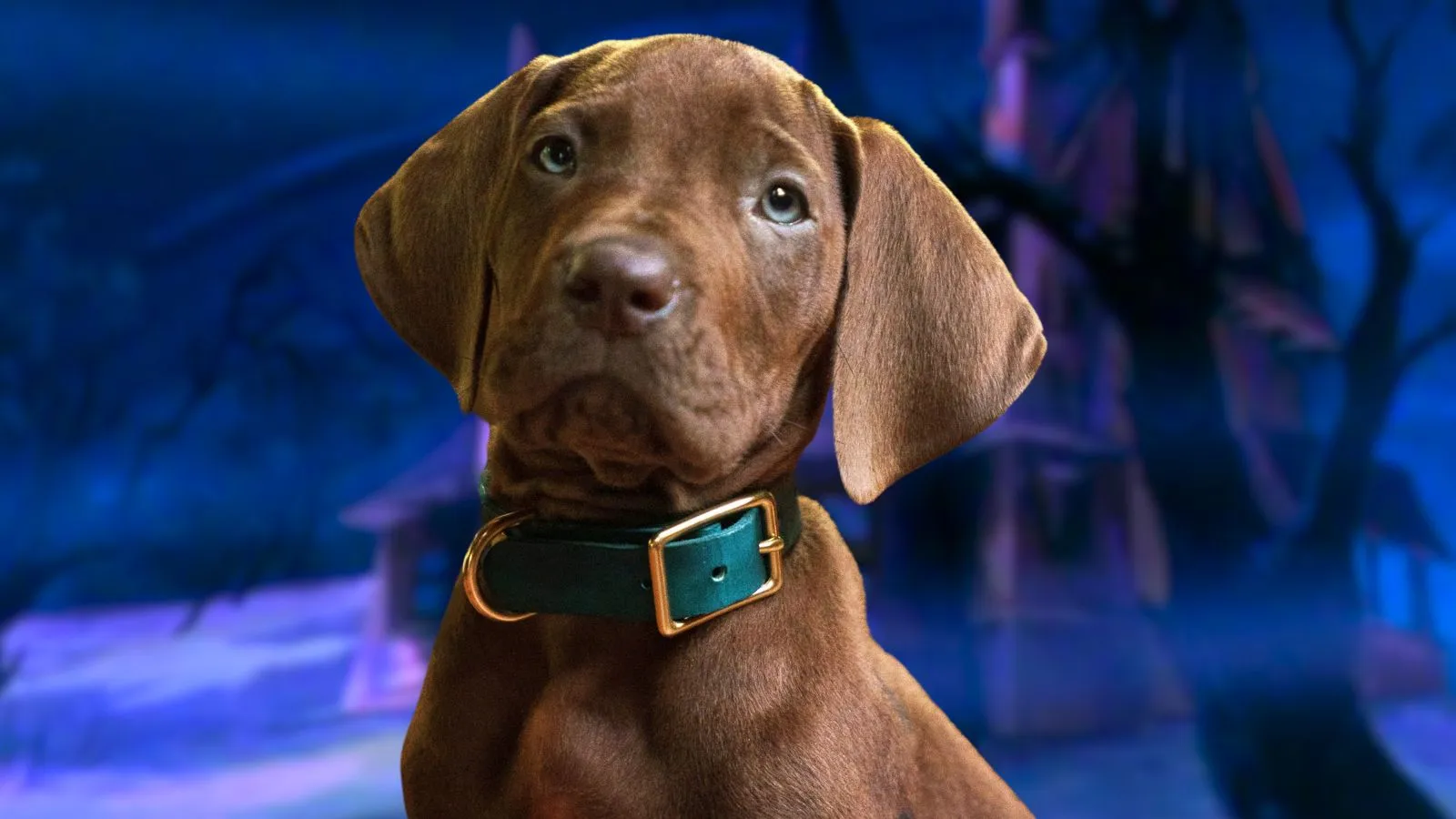 Scooby-Doo: A Origem revela começo da Mistério S.A. na Netflix