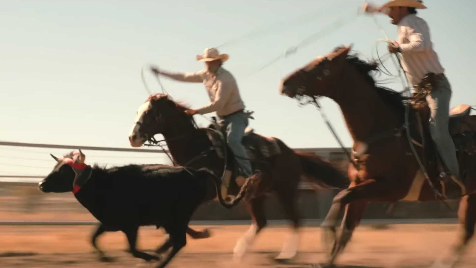 Cowboys do Dutton Ranch laçando boi