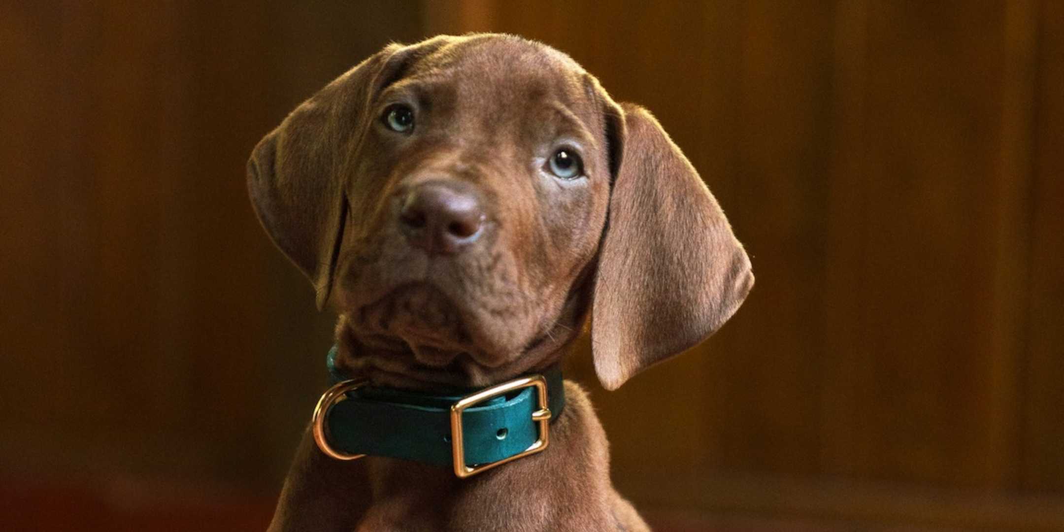 Netflix Scooby Doo filhote