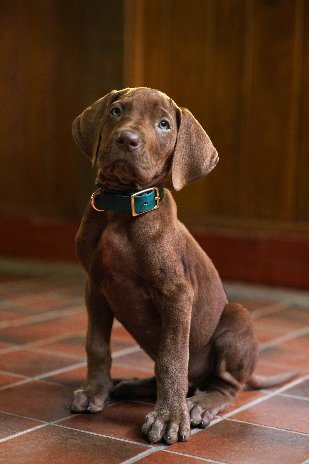 Netflix Scooby Doo