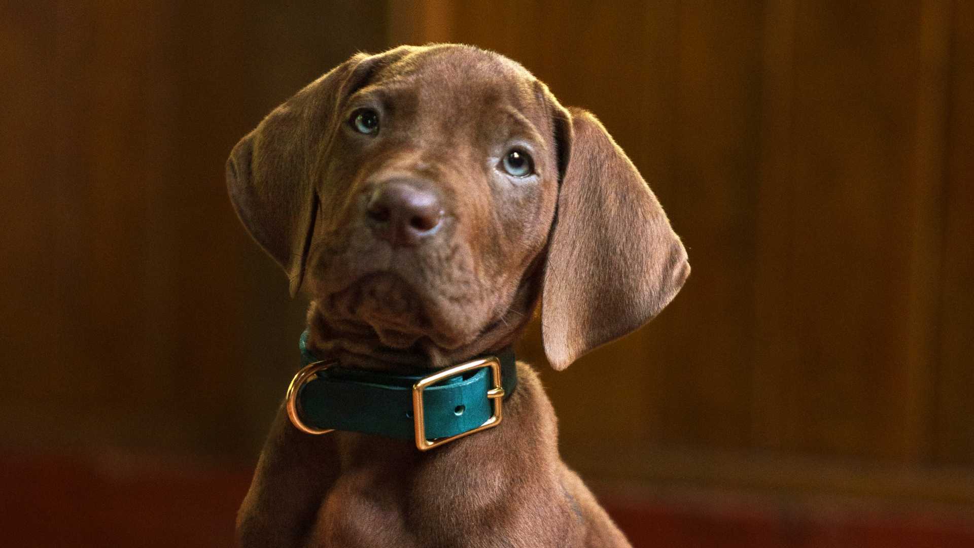 Scooby-Doo in Netflix's Live Action Origins Series