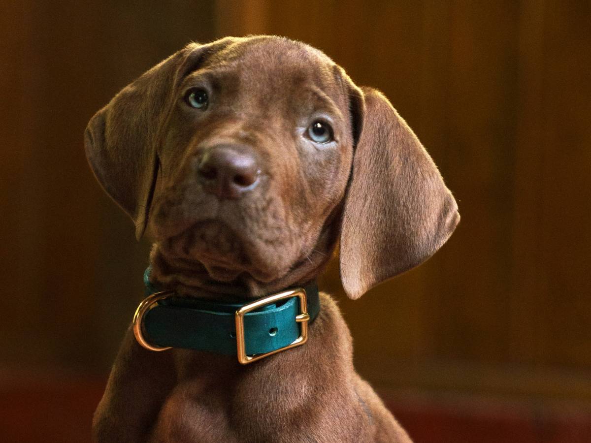 Scooby filhote correndo com Daphne e Velma em cena do teaser da série da Netflix
