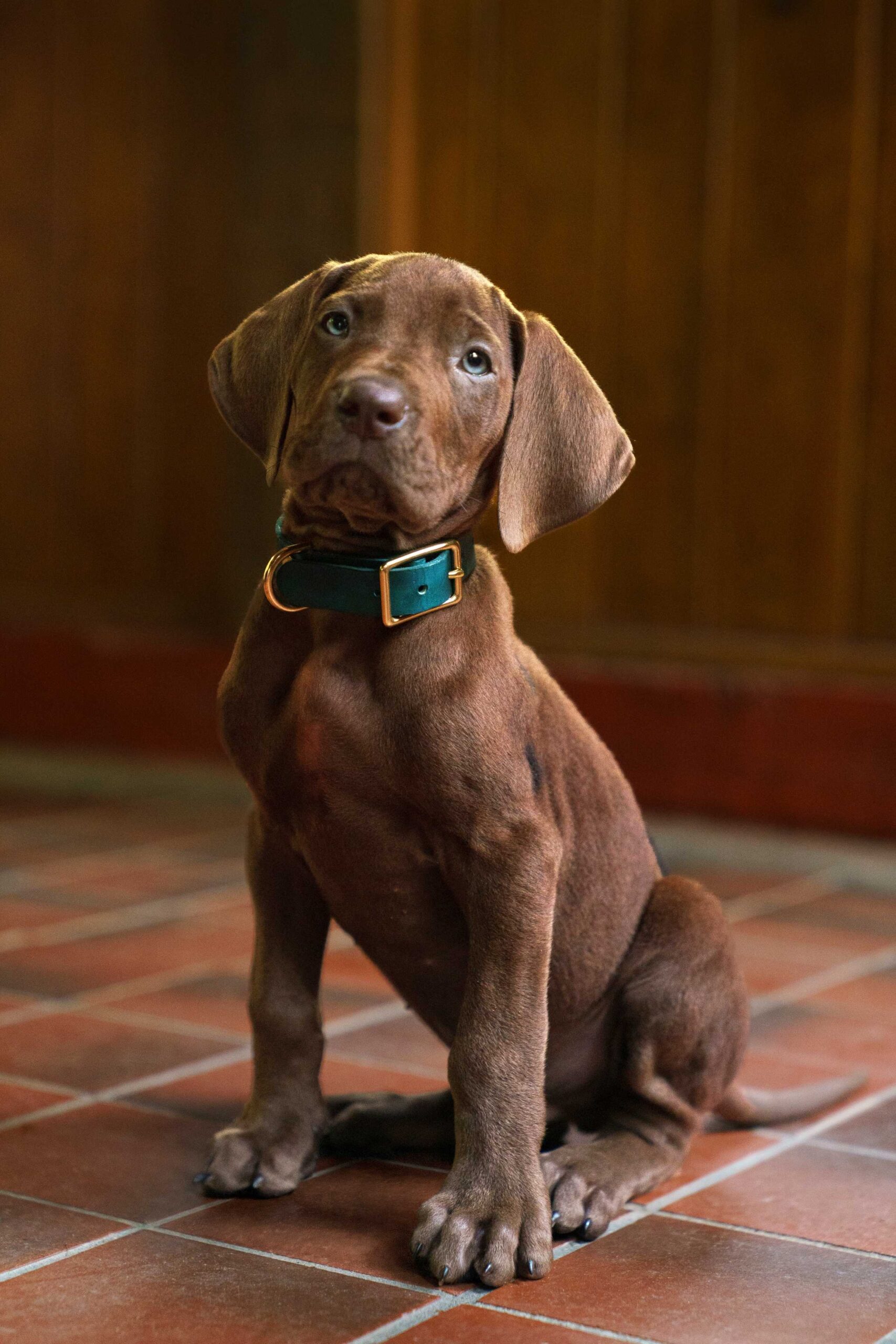 Scooby-Doo sentado no chão de azulejos na história Origins da Netflix